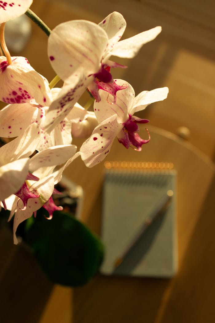 Delicate white orchids with magenta accents beside a notepad, bathed in warm sunlight.